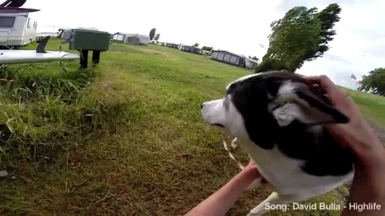 ferienwohnung zeeland mit hund